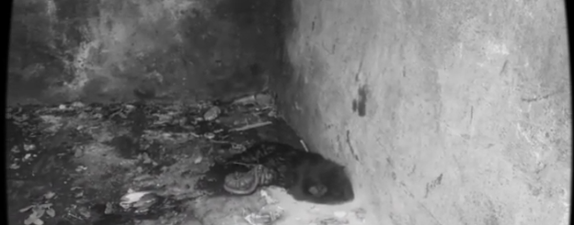 Curanderos botan cuys a la basura en el barrio limón.