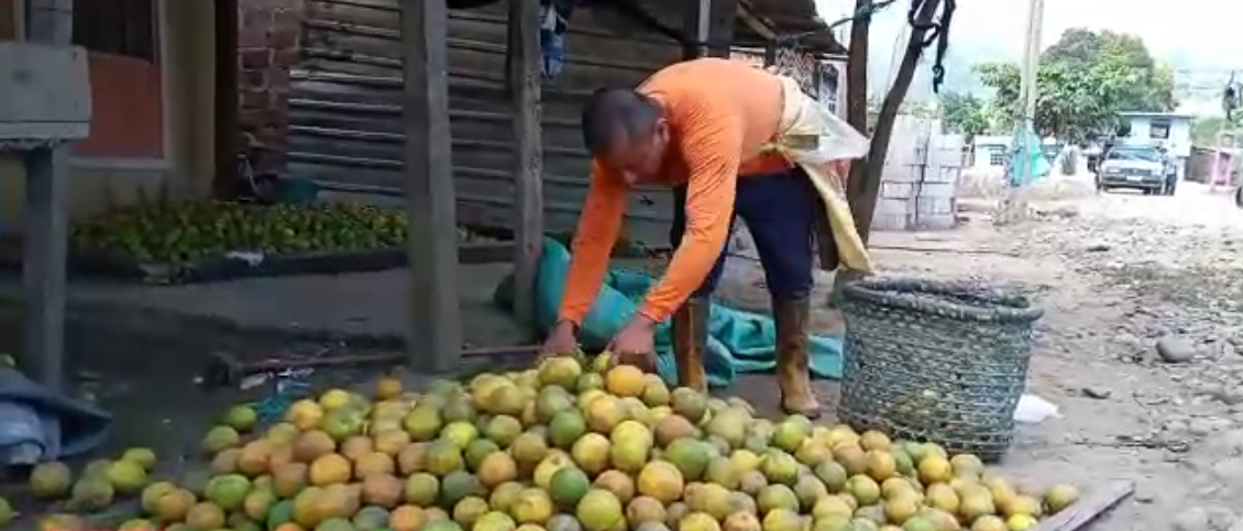 NARANJEROS PIDEN AYUDA AL MINISTERIO DE AGRICULTURA EN LA INDUSTRIA DEL CANTÓN VENTANAS.